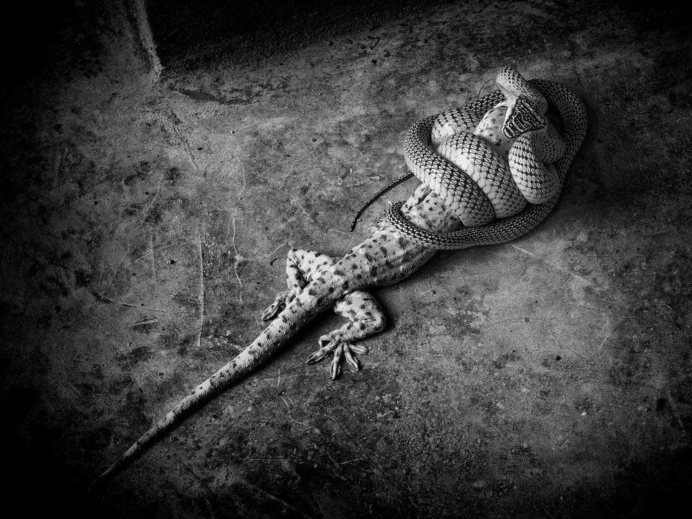 Snake and Gecko Fight