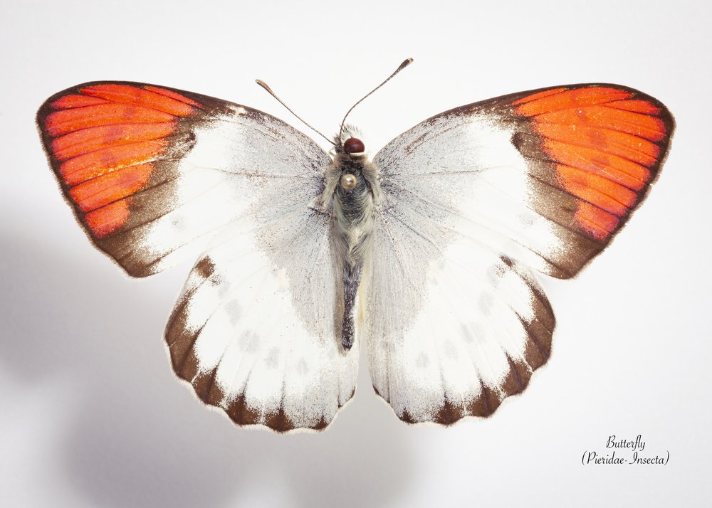 Vibrant Orange Butterfly Specimen