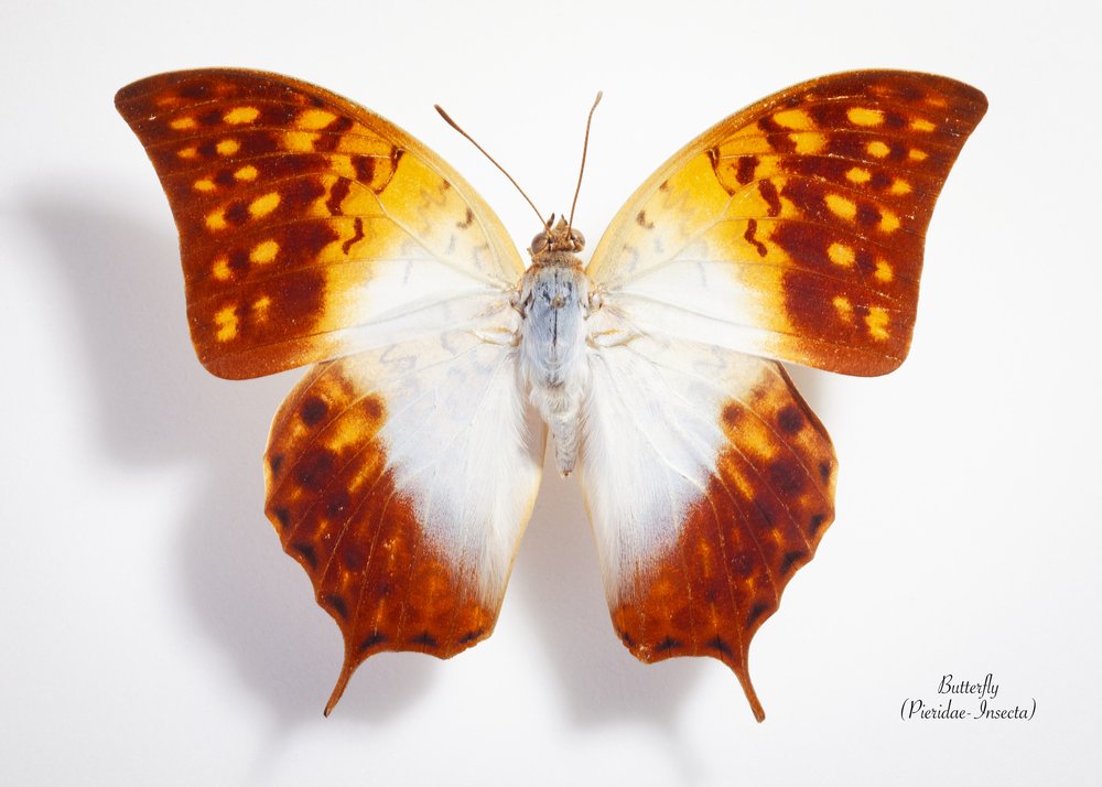Vibrant Winged Beauty