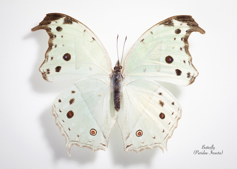 Delicate Pale Butterfly