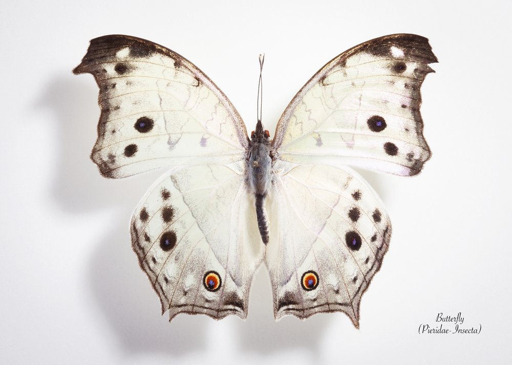 Pristine White Butterfly