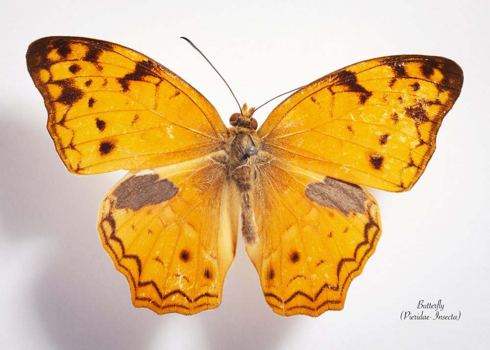Vibrant Orange Butterfly
