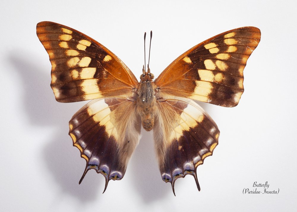 Intricate Butterfly Specimen