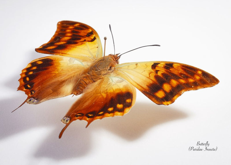 Exotic Butterfly Wings