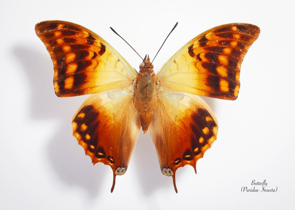 Vibrant Butterfly Specimen