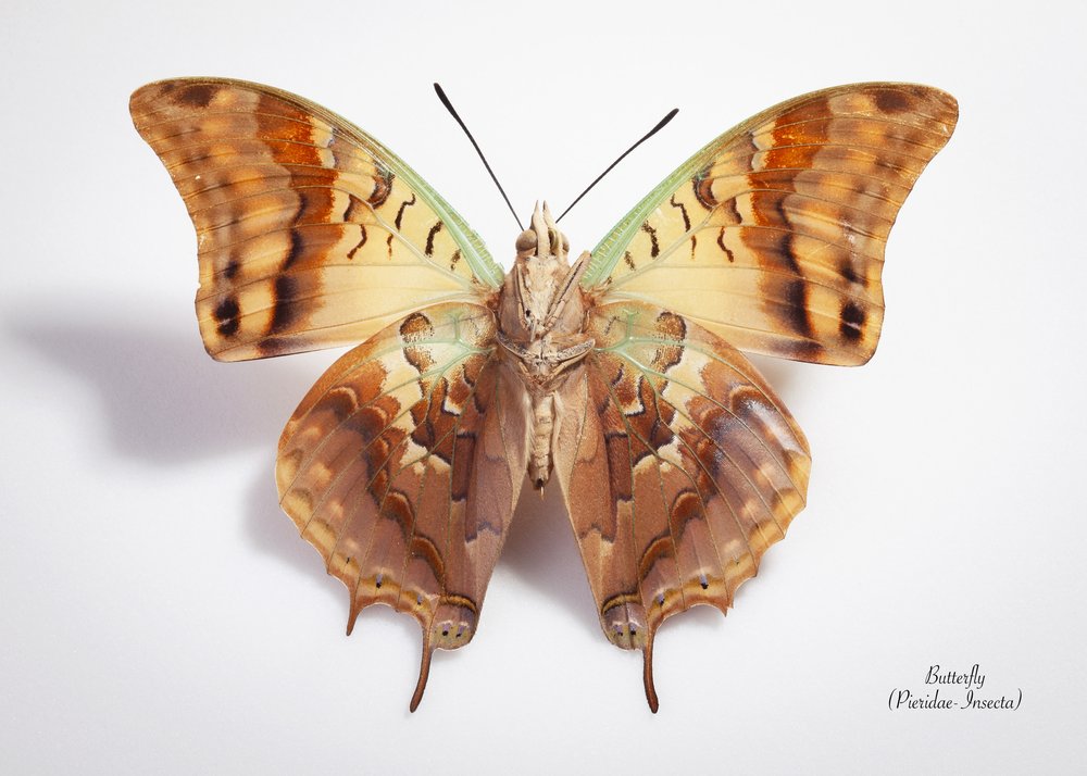 Brown Gold Butterfly