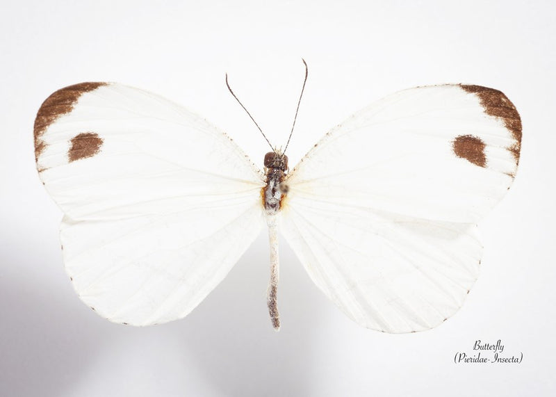 Pristine White Butterfly