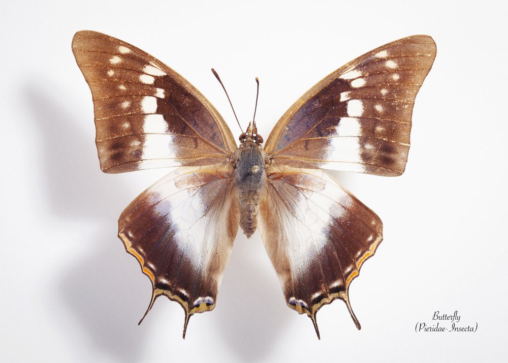 Exotic Butterfly Study