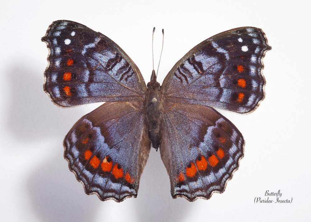 Vibrant Blue Orange Butterfly