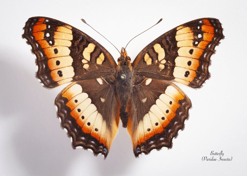 Vivid Spotted Butterfly