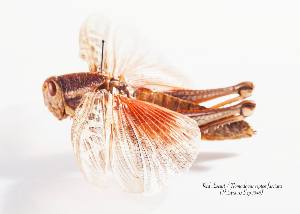 Red Locust Specimen