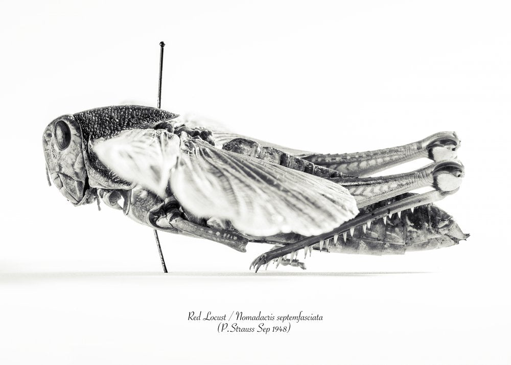 Red Locust Specimen