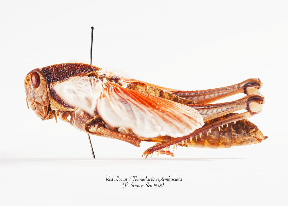 Red Locust Specimen
