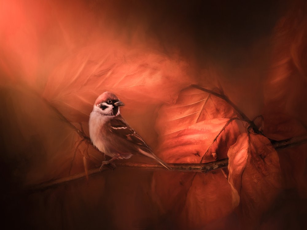 Warm Forest Sparrow