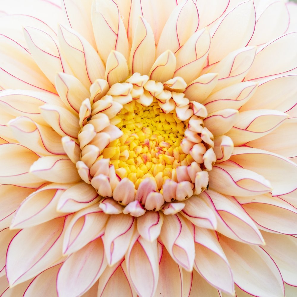 Delicate White Dahlia