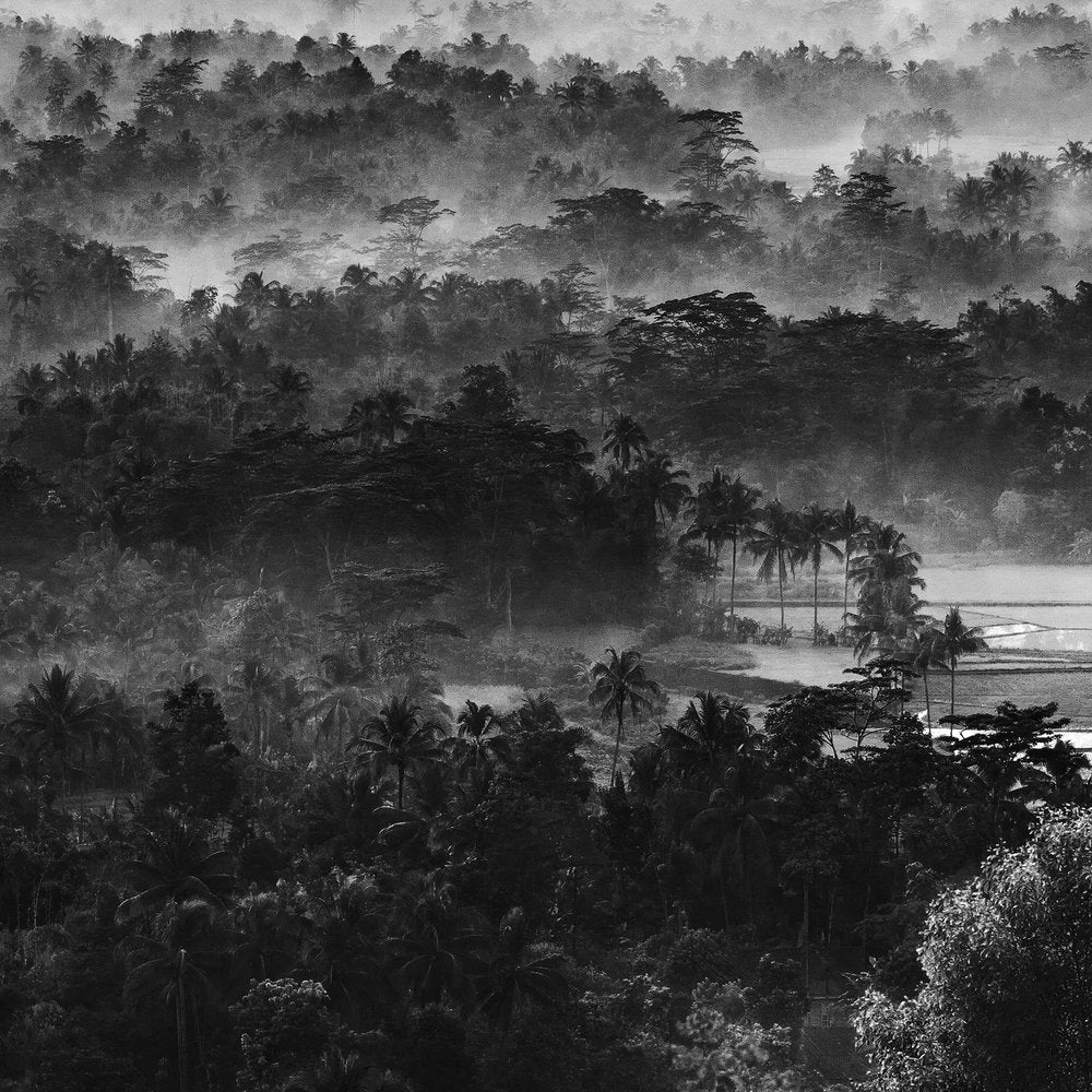 Misty Tropical Landscape