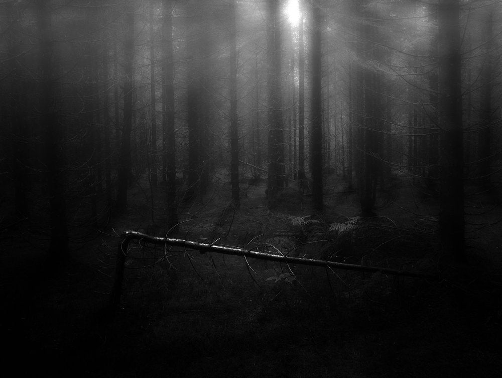 Misty Forest Light