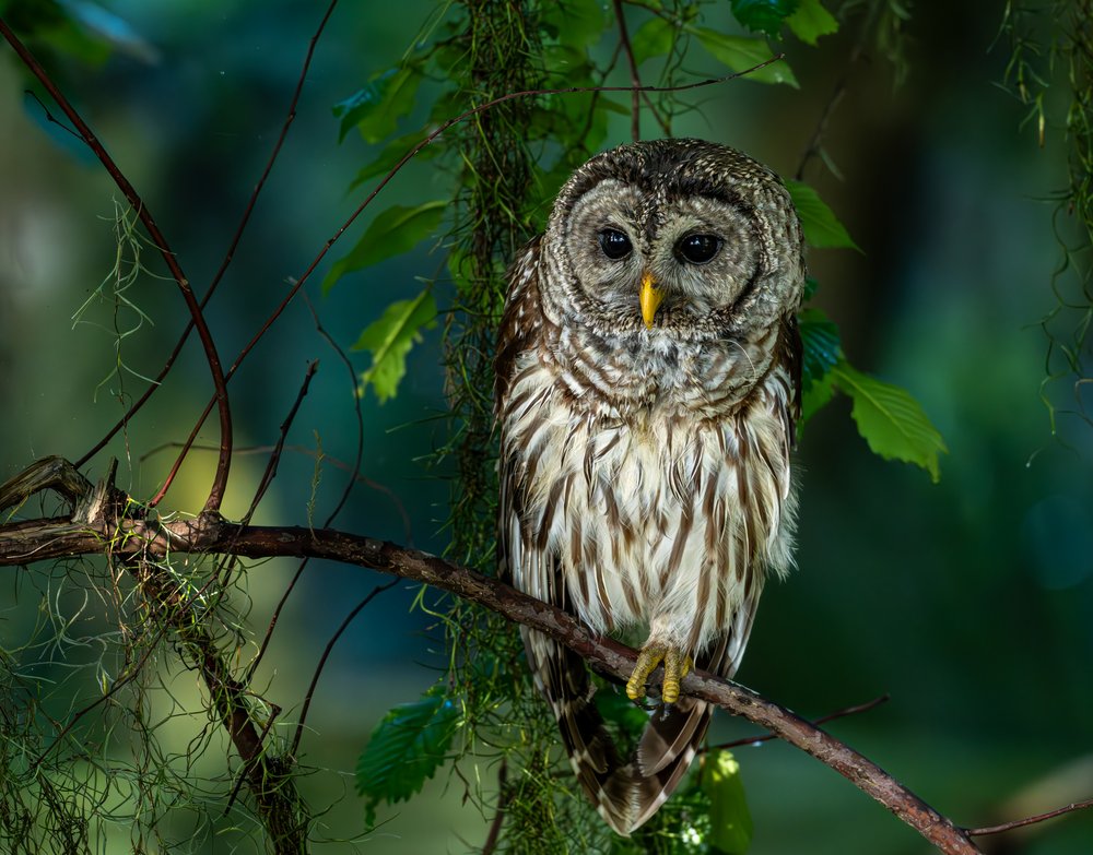 Majestic Barred Owl