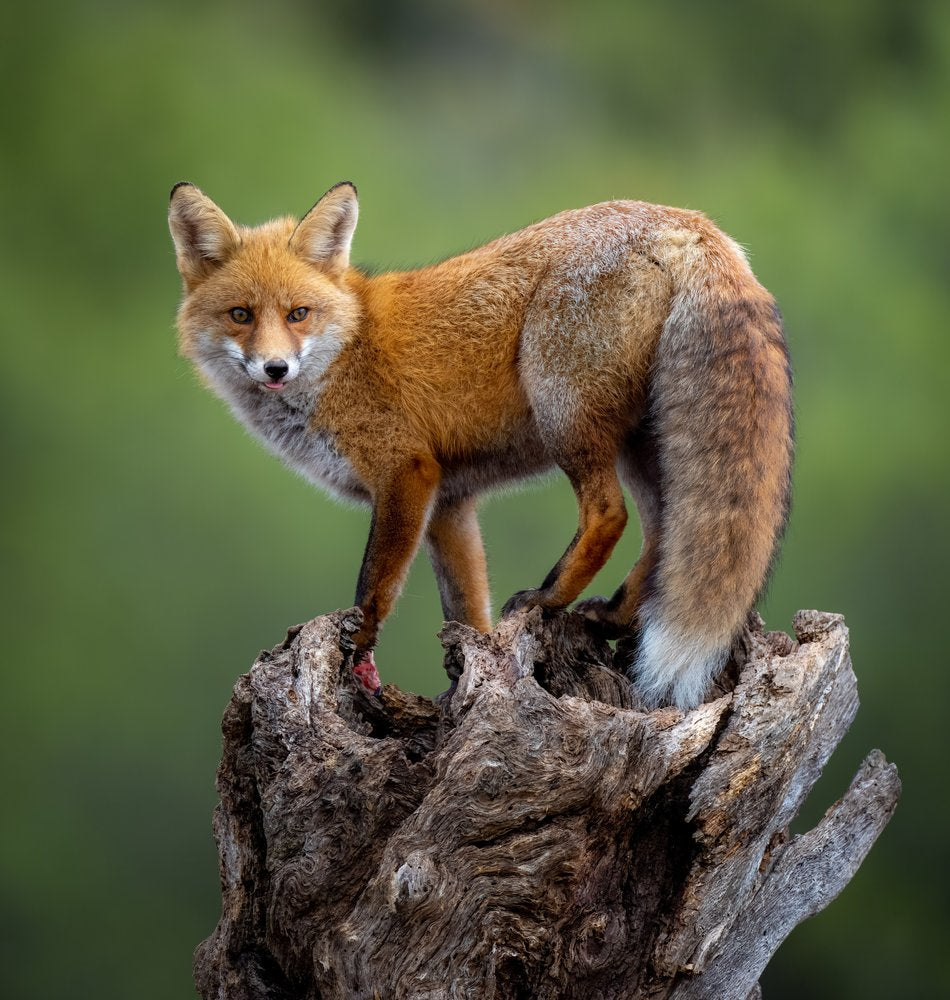 Watchful Red Fox