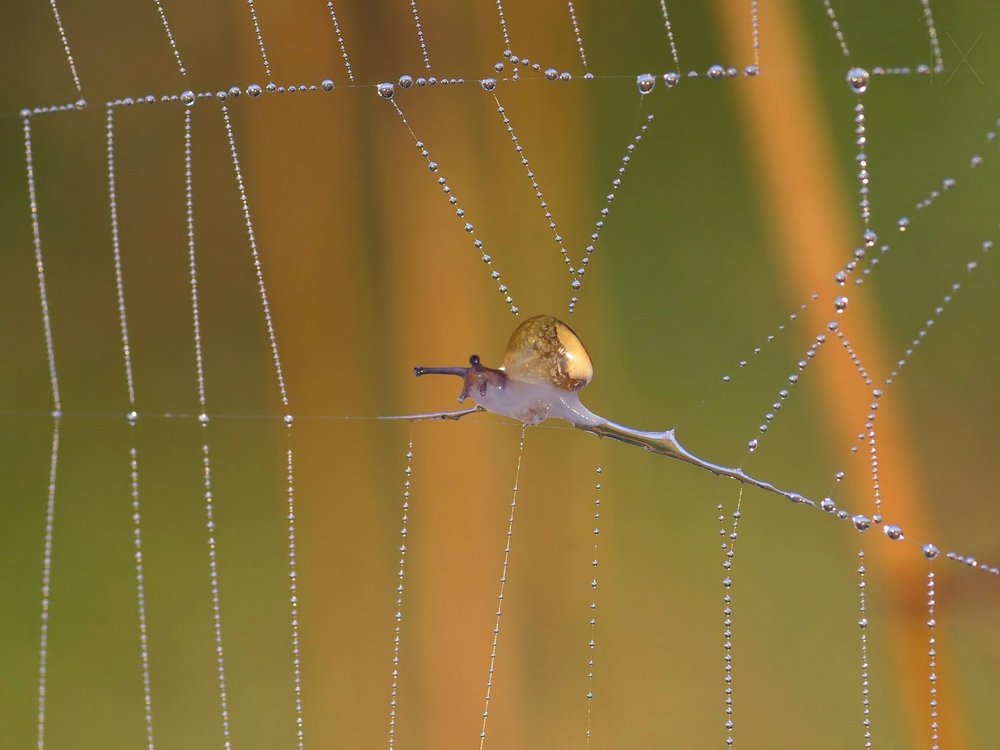 Snail on a Beaded Web