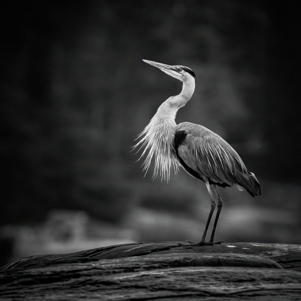 Elegant Heron Profile