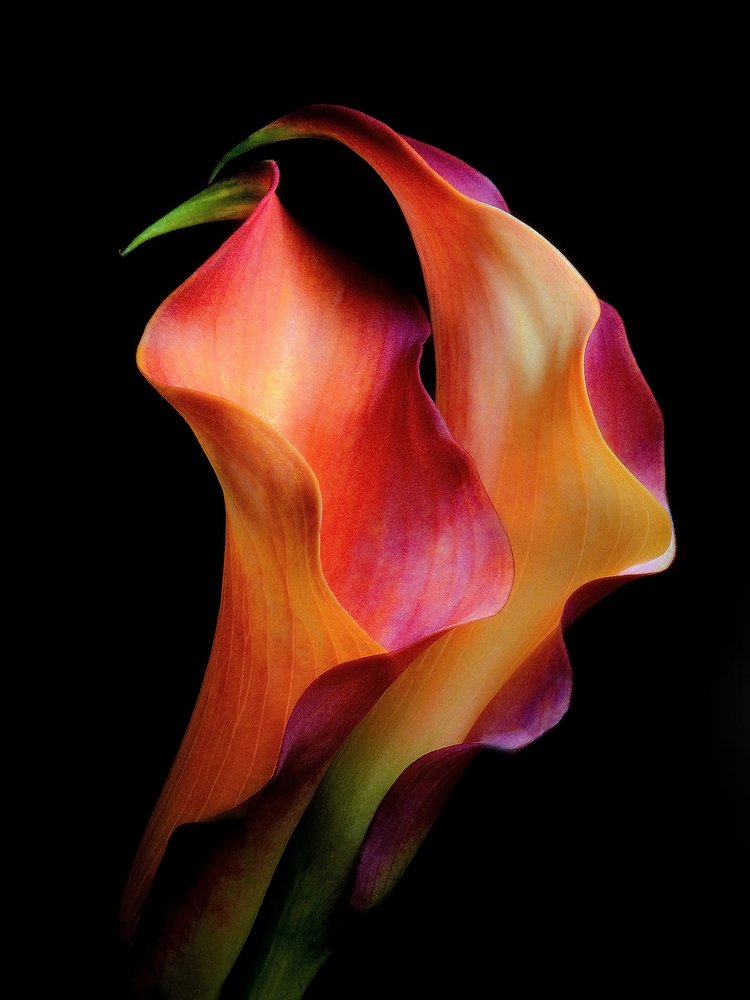 Vibrant Calla Lilies