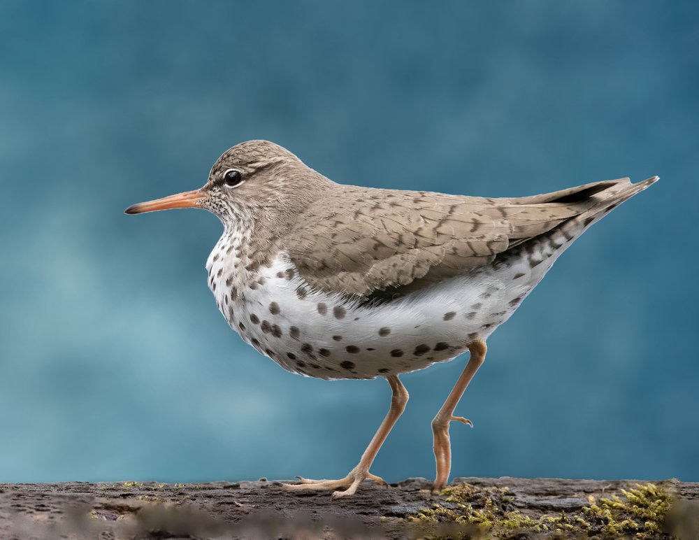 Spotted Sandpiper Profile