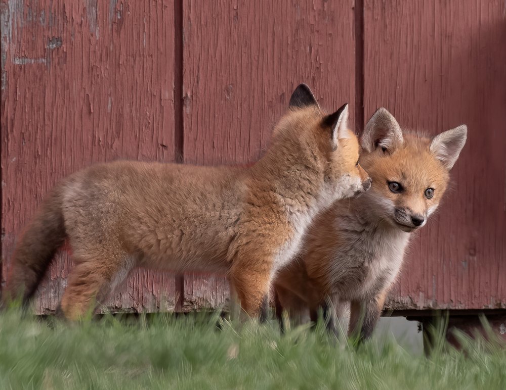 Cute Fox Kits