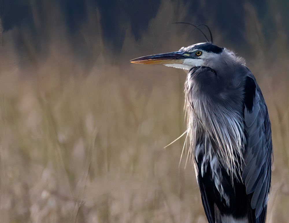 Great Blue Heron Portrait