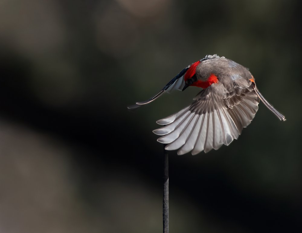 Vibrant Red Bird Flight