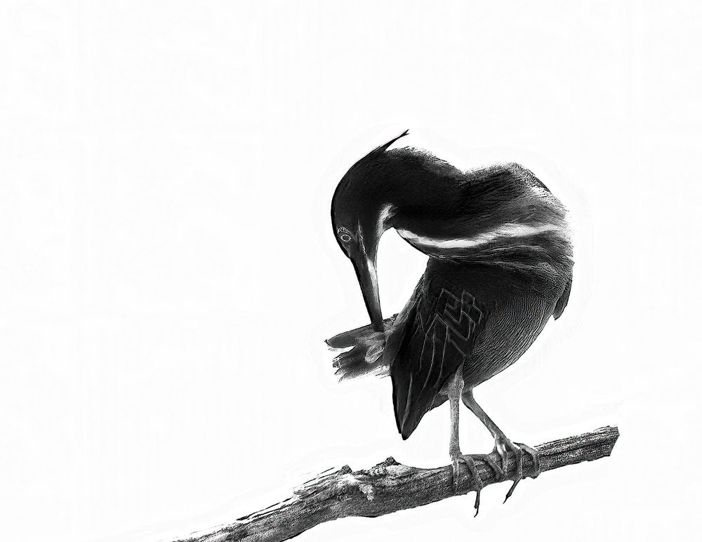 Sleek Bird Preening