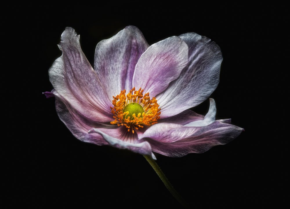 Elegant Purple Anemone