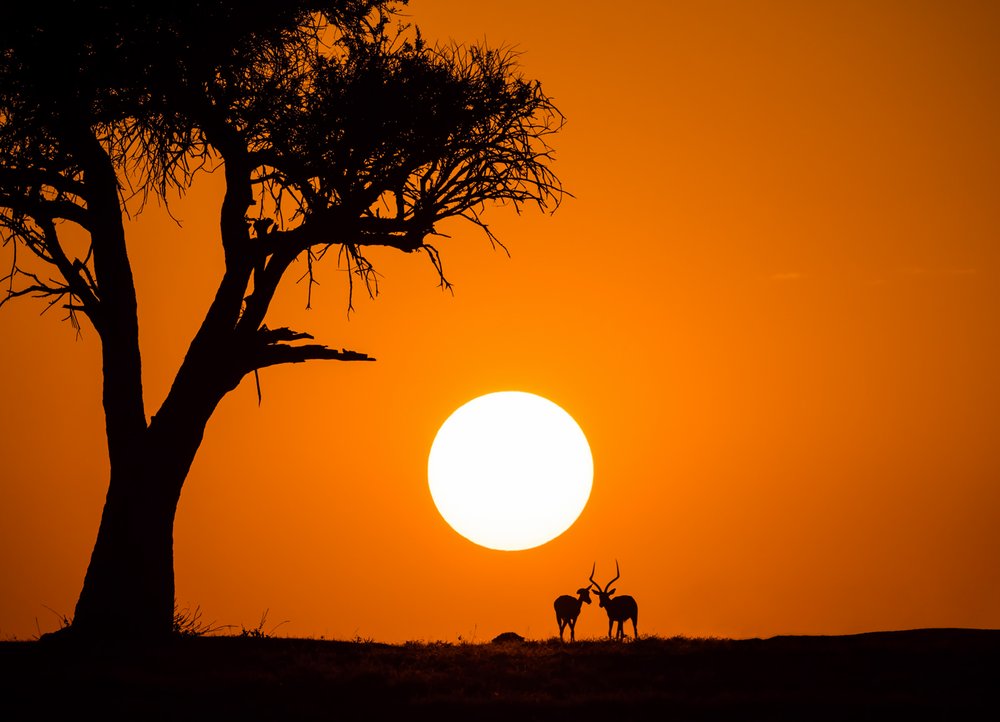 African Sunset Silhouettes