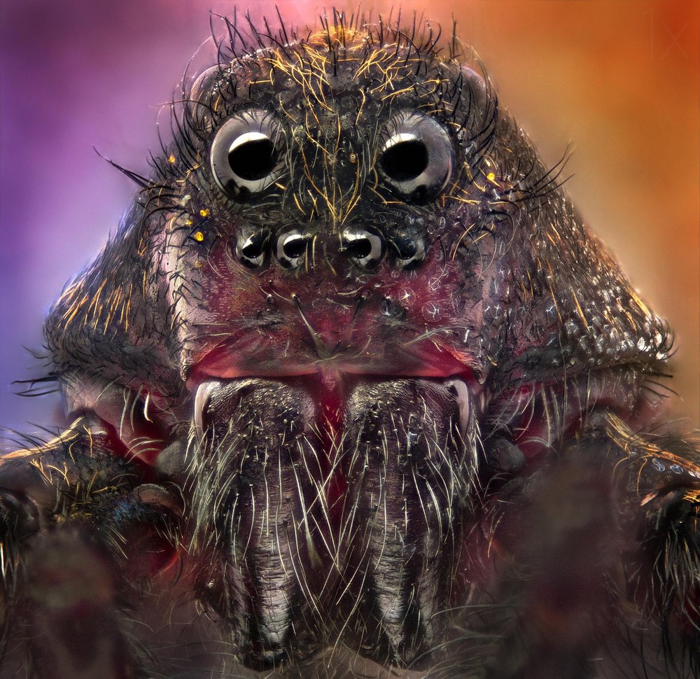 Curious Macro Spider