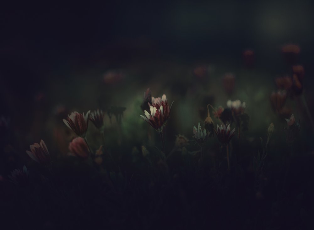 Delicate Dark Blooms