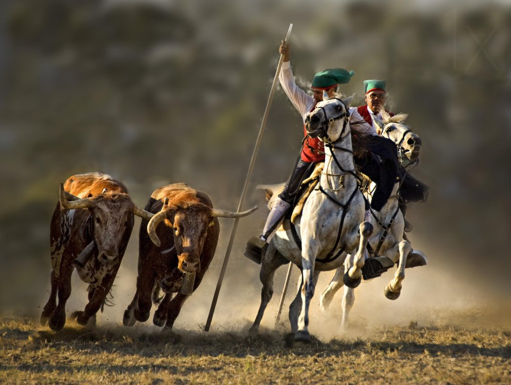 Traditional Cattle Chase