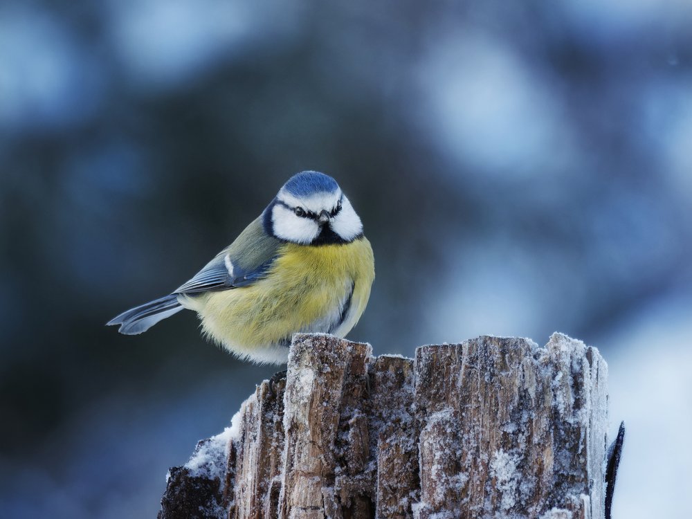 Winter Blue Tit Perch