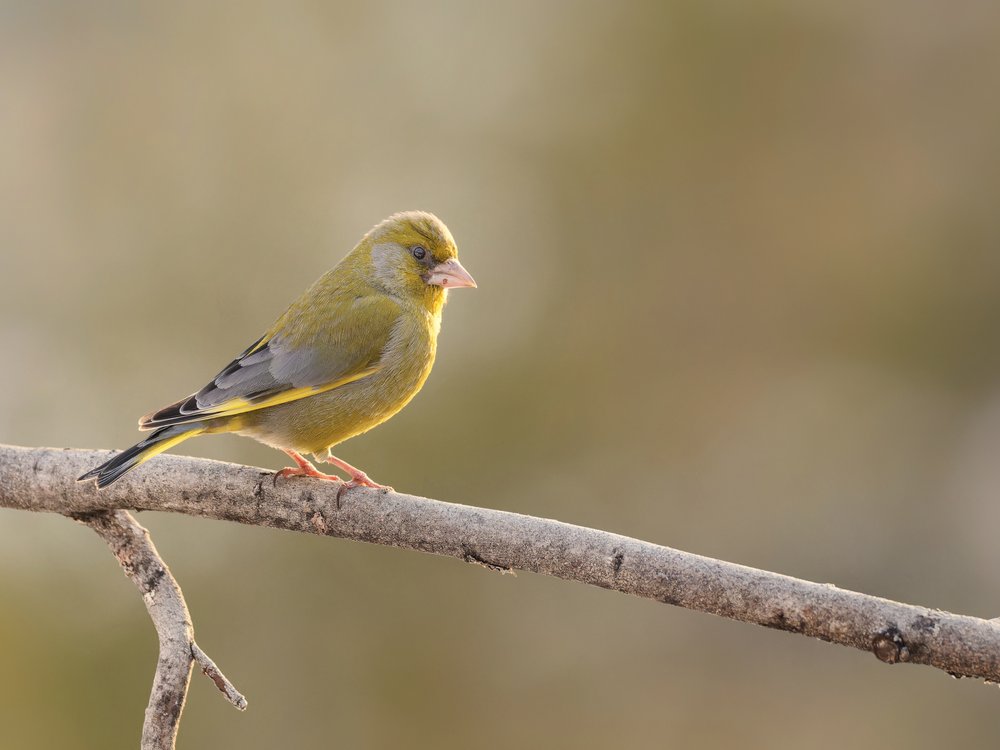 Greenfinch On Branch