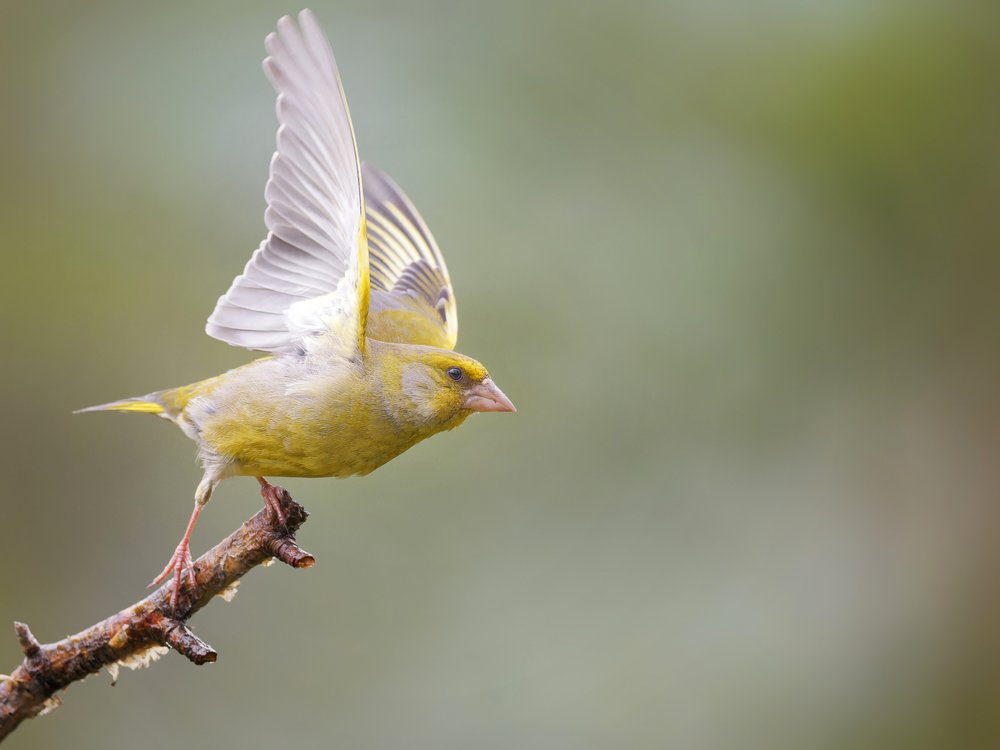 Greenfinch Taking Flight