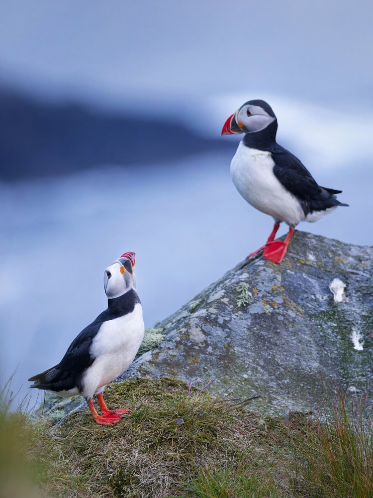 Atlantic Puffin Pair