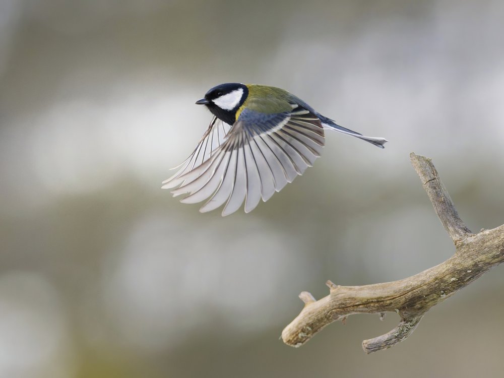 Great Tit Takes Flight