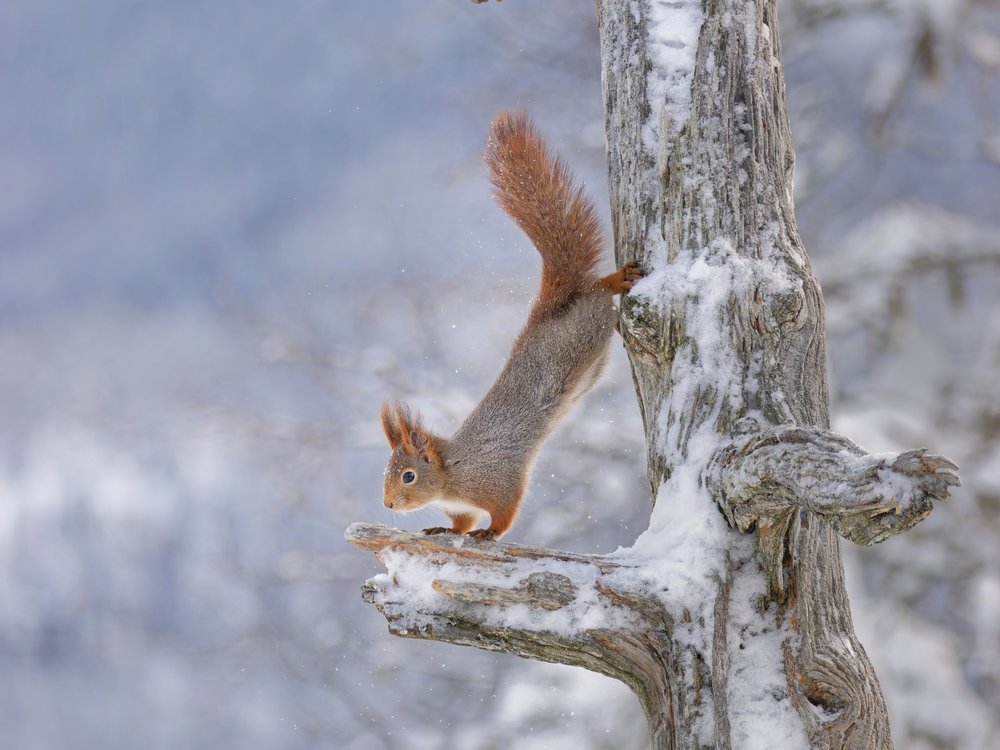 Squirrel in Snowy Forest