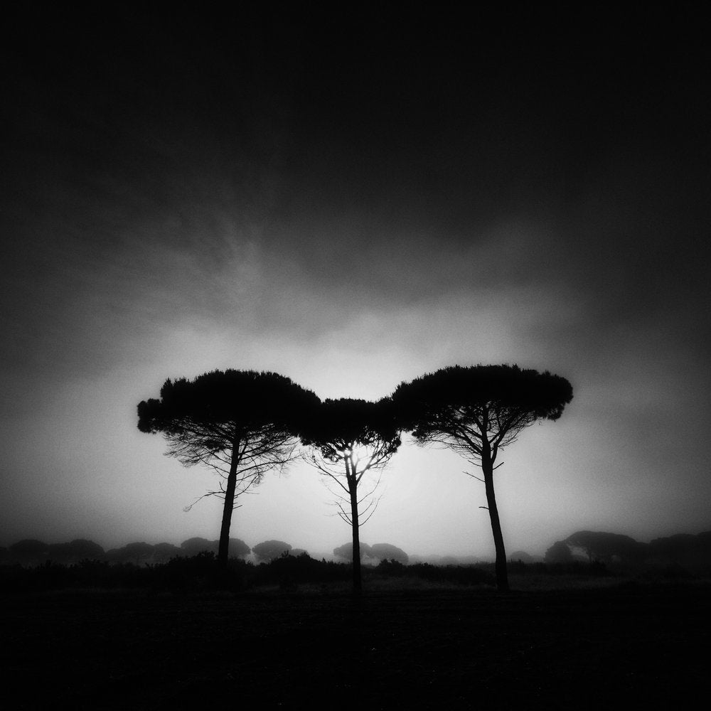 Three Silhouetted Pines