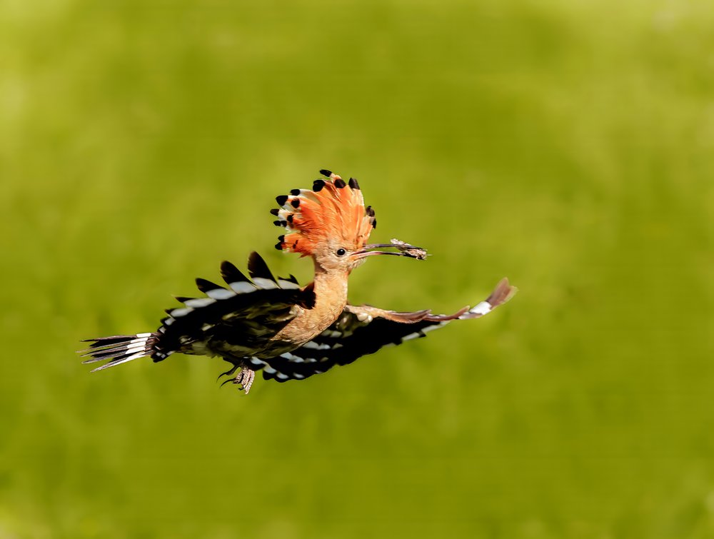 Hoopoe Bird in Flight