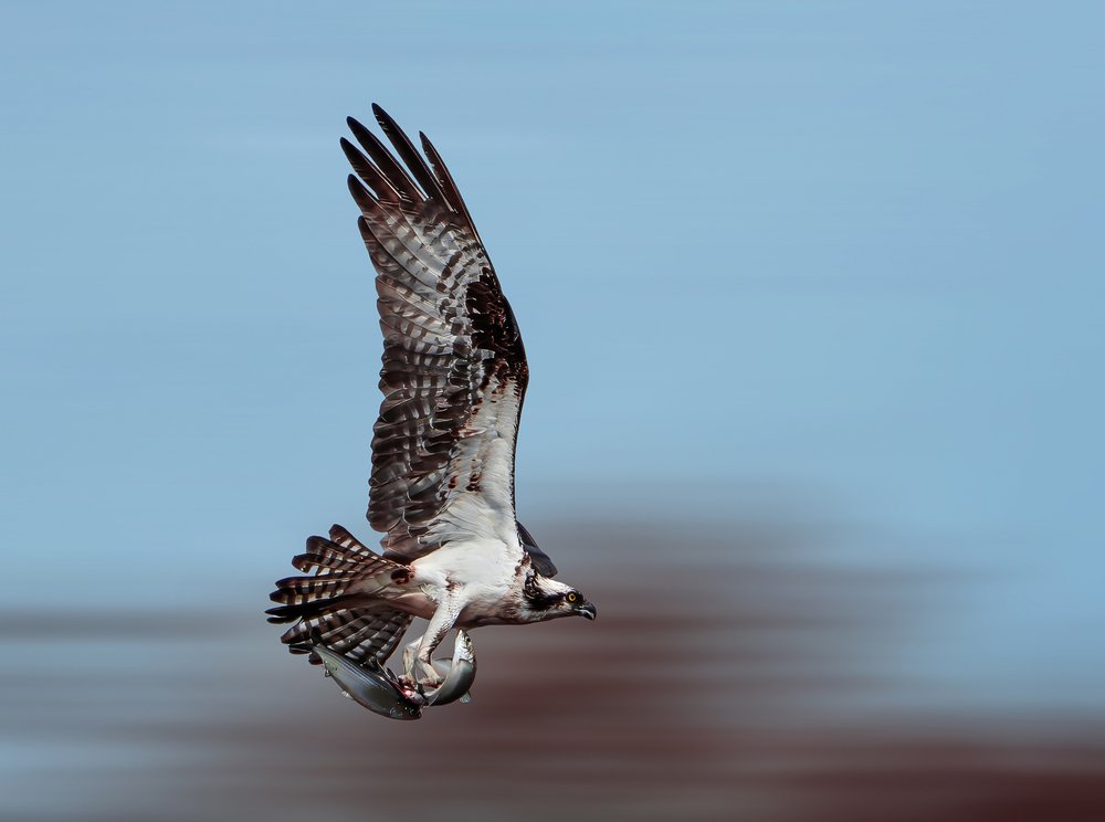Flying Osprey Fish Catch
