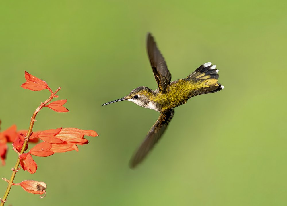 Flying Hummingbird Red Flower