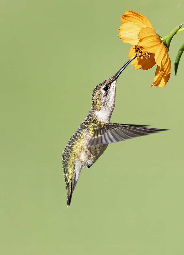 Hummingbird Nectar Sip