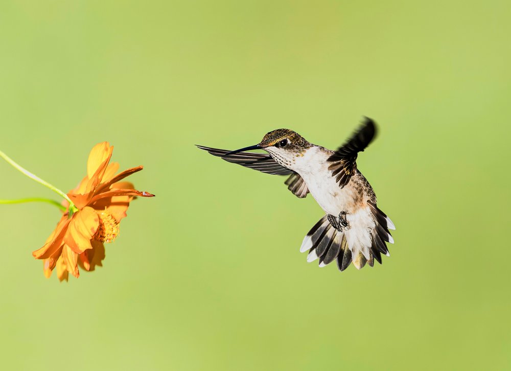 Hummingbird Flower Flight