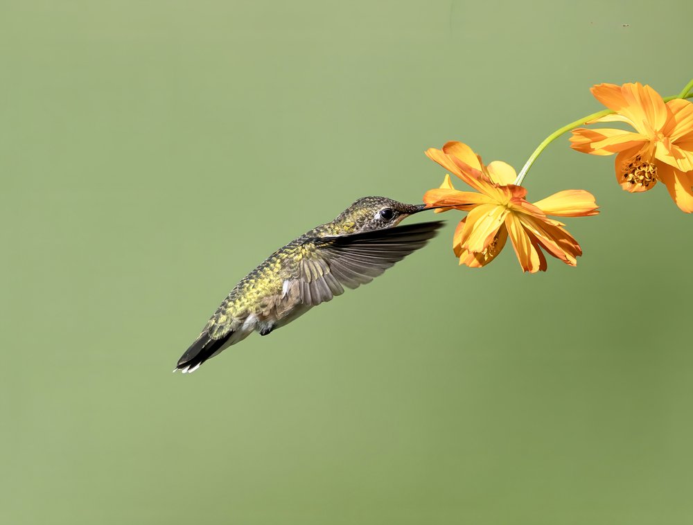 Hummingbird At Orange Flower