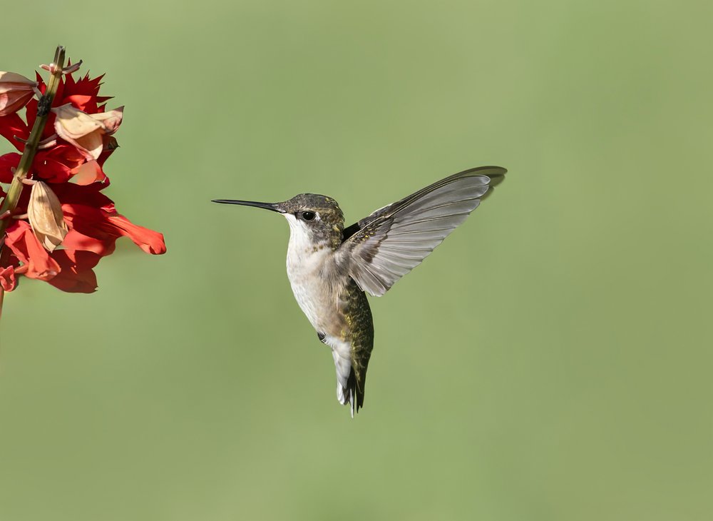 Graceful Hummingbird Flight
